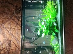 -松临·铁板烧&Omakase(神农店)