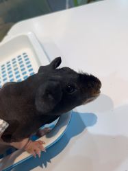 -Moni星球萌宠·小马宝莉·灵蛇·高端高阶全萌宠互动体验俱乐部(红豆国际广场店)