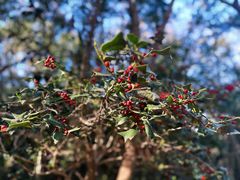 -上海佘山国家森林公园天马山园