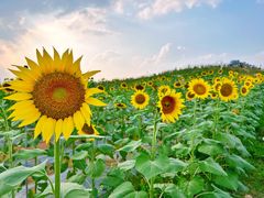 -光明小镇欢乐田园