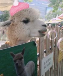 -萌宠亲子动物乐园(槐房万达店)