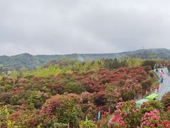 -贵州百里杜鹃风景名胜区