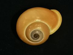 -青岛贝壳博物馆
