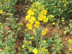 -武汉紫薇都市田园