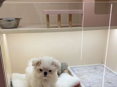 -翊宠yipet猫狗购宠庄园犬舍•猫舍