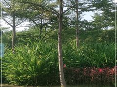 -福田红树林生态公园