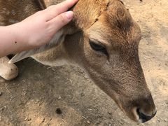-北京麋鹿生态实验中心
