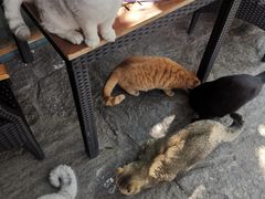 -喵屿·大理花园猫咖