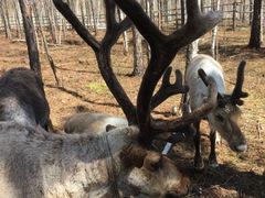 -北极村旅游风景区