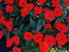 -嘉华饼屋JOY BAKERY(南屏街店)