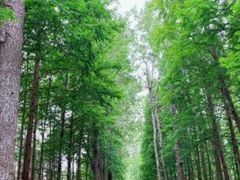 -渡海小渔村.老辈日照菜