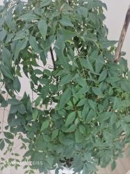 -HEYAN荷妍专业脱毛连锁机构