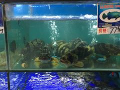 清蒸石斑鱼-南海渔家•海鲜•正宗海南菜(海棠湾店)