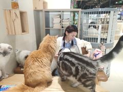 -藏猫猫咖啡主题馆(中央大道店)