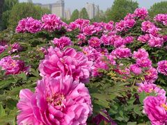 -洛阳市隋唐城遗址植物园
