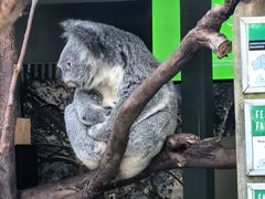 -费瑟代尔野生动物园