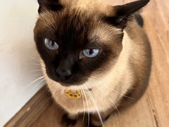 -有猫主题·治愈系猫咖(曾厝垵店)