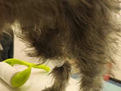 -萌兽医馆·犬猫专科·眼科中心·宠物医院(朝阳门分院)