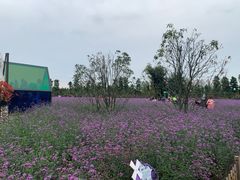 -荷兰花海