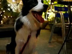 -畜牧兽医站(共江路店)