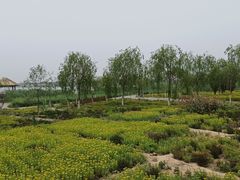 -西青郊野公园