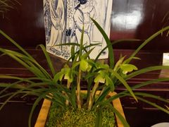 -金陵花卉交易市场