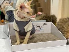 -COLOR PETS 撸猫馆·购猫·猫咖(长风大悦城店)