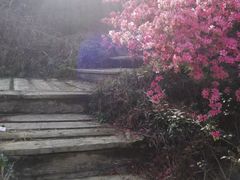 -木兰云雾山