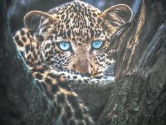 -罗红摄影艺术馆