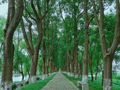 -洪湖生态旅游区