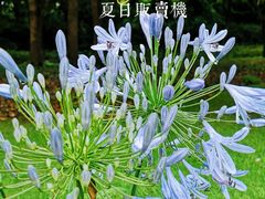 -上海滨江森林公园