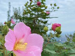 -杭州半山国家森林公园