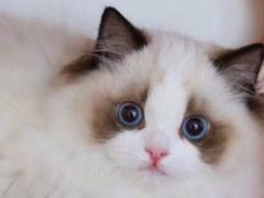 -Bastet sally猫舍购宠(静安店)