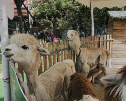 -萌宠亲子动物乐园(槐房万达店)