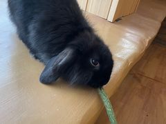 -猫猫幼稚园·撸猫·桌游·电玩