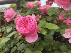 -玄武湖景区-情侣园游乐场