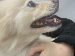 -爱侣宠医·鹦鹉专科·小型哺乳类·异宠专科(灵石路店)