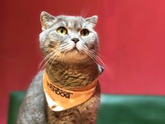 -猫色咖啡·猫咖