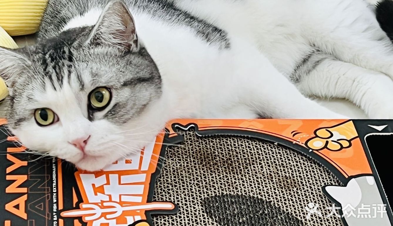 懒人福音｜点外卖跟猫猫一起探鱼🐟！