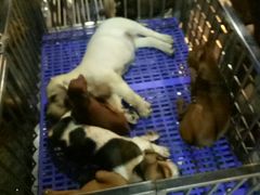 -星伦多自助料理·涮烤一体(虹悦城店)