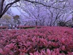 -高东镇樱花园