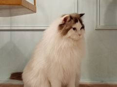 -遇见羊驼·奶狗咖·布偶猫咖·法斗柯基柴犬阿拉斯加(春熙路太古里IFS店)