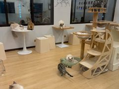 -有喵·猫咖·狗咖·30几只猫10只小狗(岗厦店)