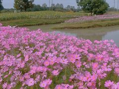 -花开海上生态园