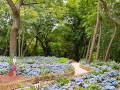 -上海共青森林公园