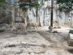 -灵玲国际马戏城