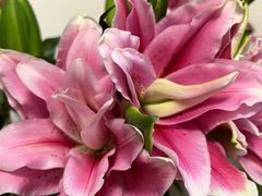 -大清花饺子馆(家乐福店)