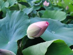 -莲花池公园