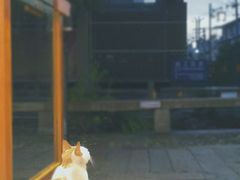 -猫的天空之城概念书店(苏州平江店)