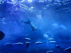 -华夏文旅海洋公园